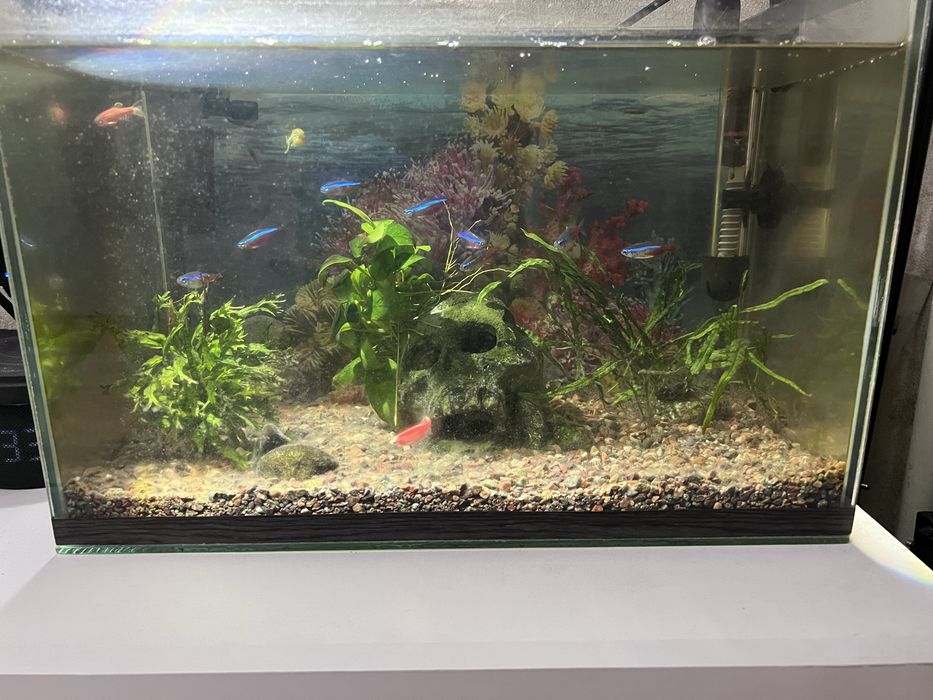 Аквариум с рыбками