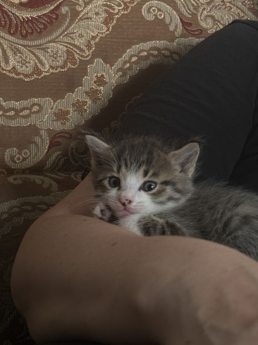 КОТЯТА в хорошие руки