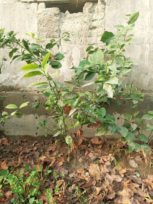Limon ko'chatlar