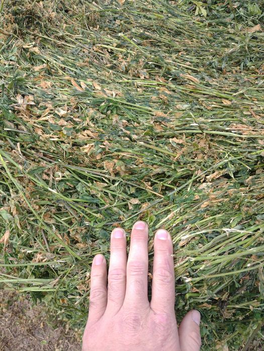 Baloți de lucernă ecologică infoliati recolta 2025