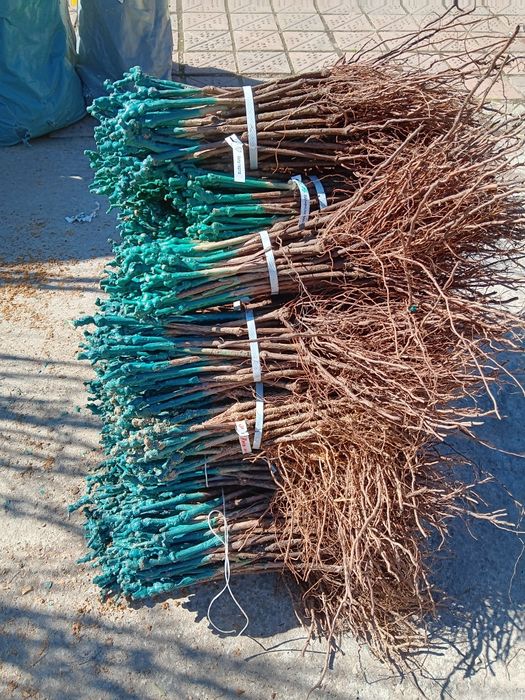 Лозов посадъчен материал