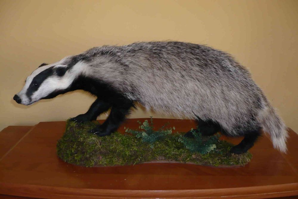 Изготовление чучело диких животных и птиц