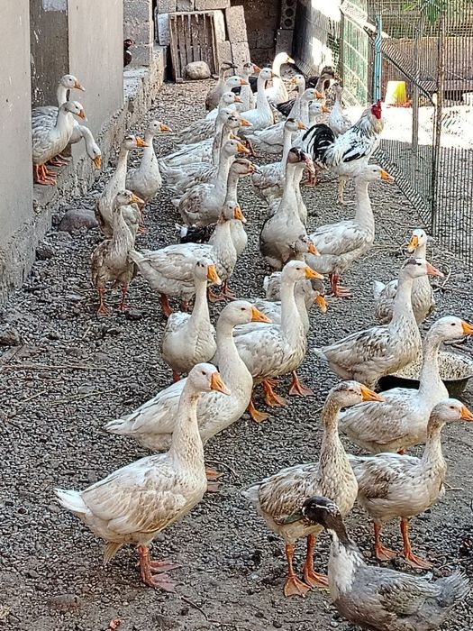 Гозлар сотилади оптом ва донага