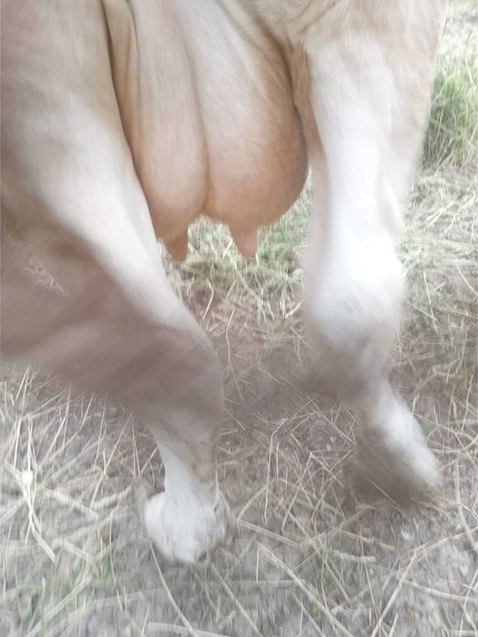 Vând vacă rasa Simmental