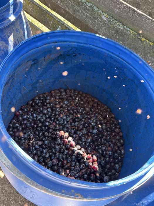 vand prune tuica sau palinca