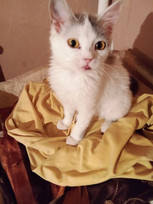 Отдам в добрые руки