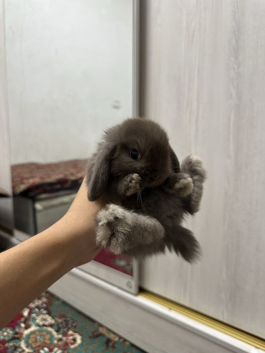 Chiroyli quyonchalar Toshkentda – faqat Basmala Farm’da!