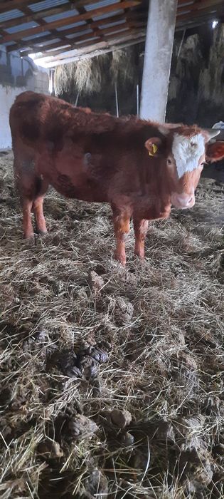 Продам телок. Село Кенжеколь