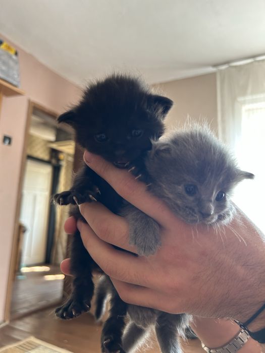 Подарявам котенца