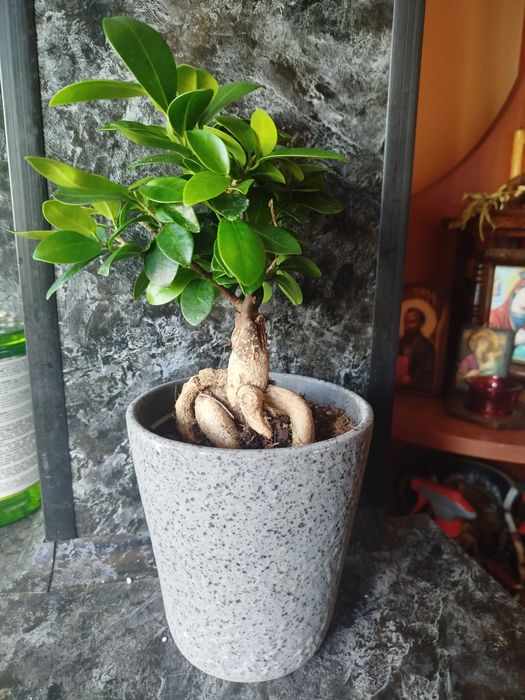 Фикус Женшен в кашпа