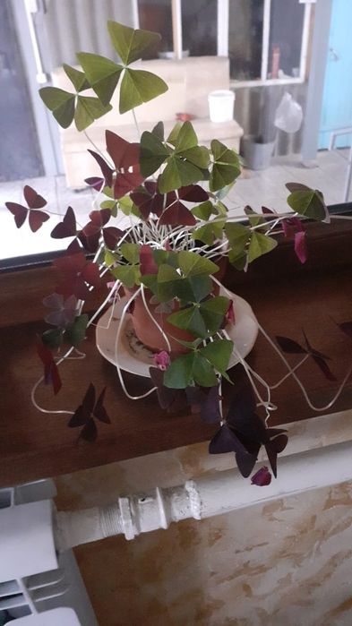 Комнатные цветы продам