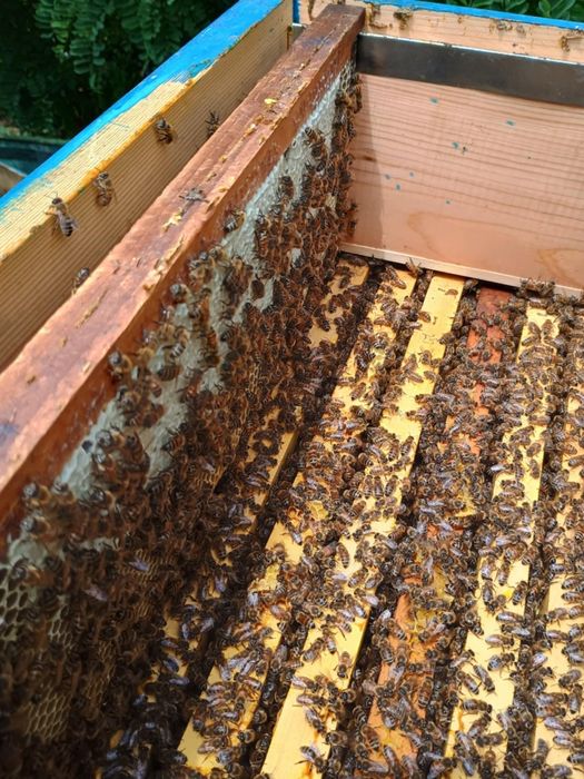 Пчелен мед София