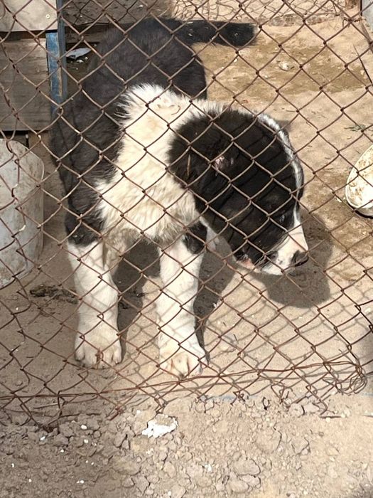 алабай күшік 2-ай