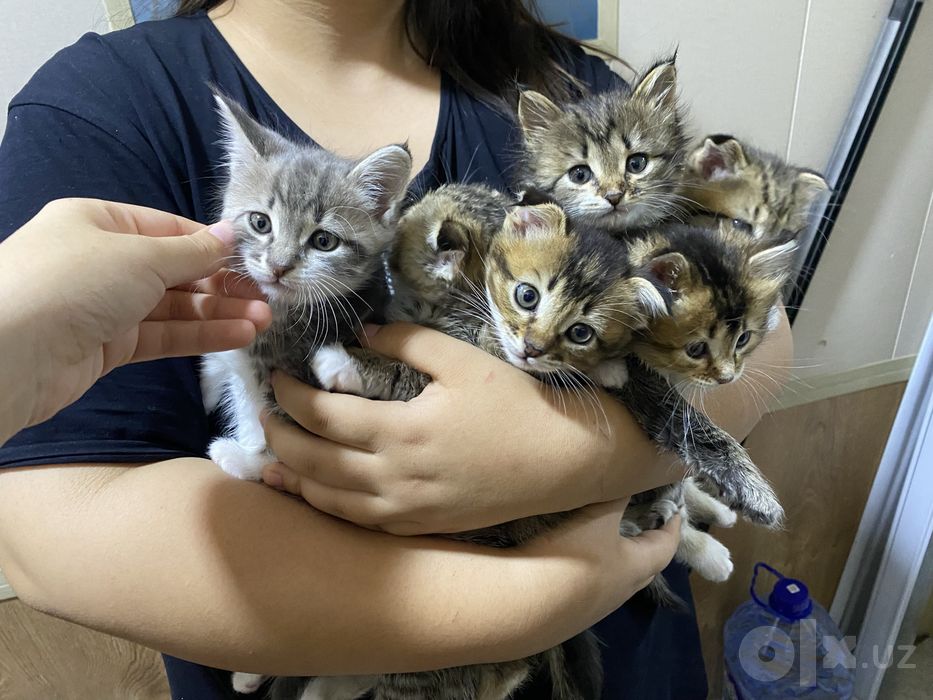 Продаются котята