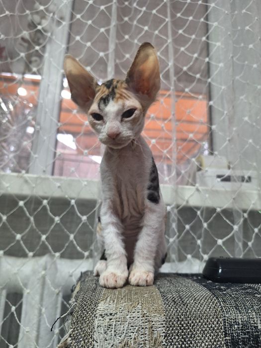 Продам котят сфинкса.