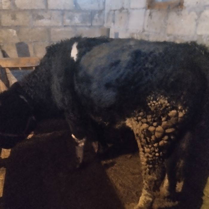 Продам бычка 1.3 возраст