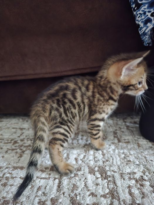 Бенгальские котята