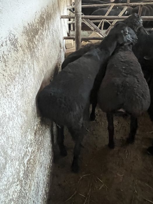 Кассоб Qassob Qurbonlikka qoy soyish xizmati