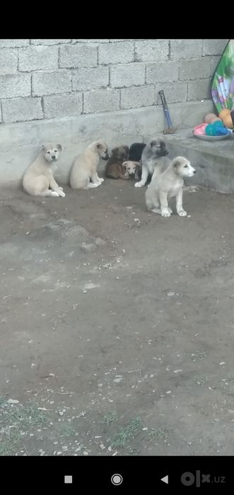 Шеночки алабаев чистокровные