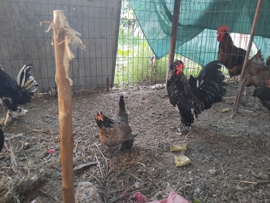Yaponcha tavuqlar sotiladi