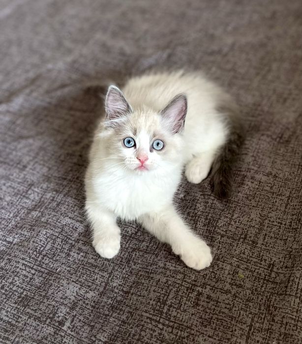 Puiuț Ragdoll Bicolor