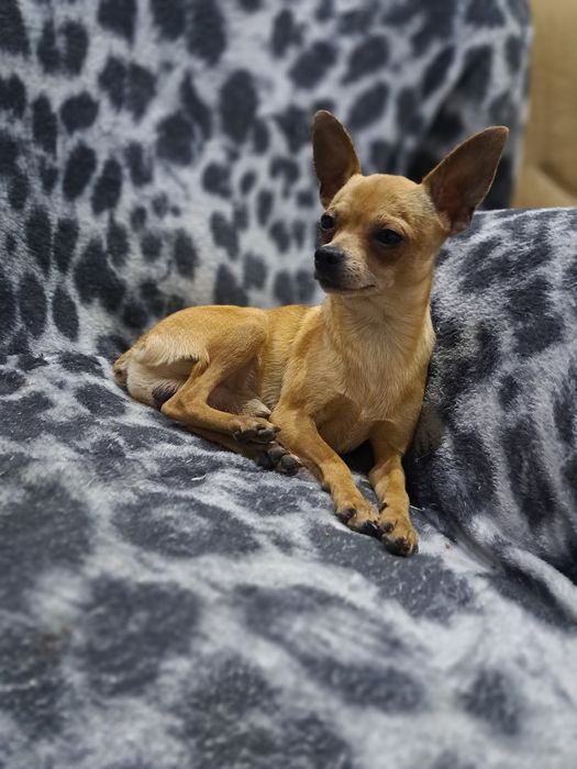 Вязка мини той терьера