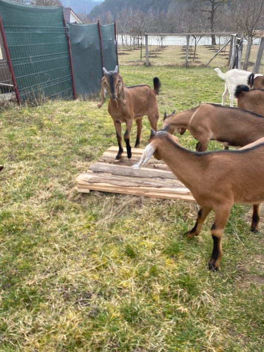 Iezi Anglo nubian metis cu alpin francez