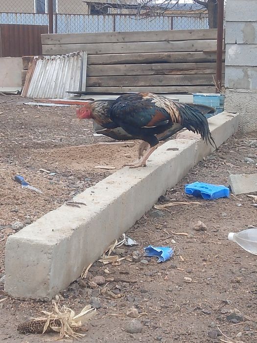 ассалаумалейкум сатылады бағасы 30000