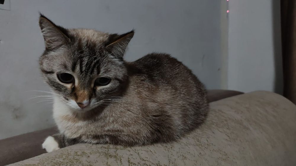 Ищем дом для котика