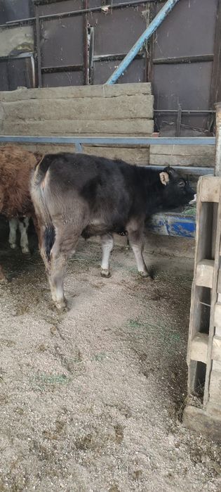 Продам бычка гелефорд и телочки