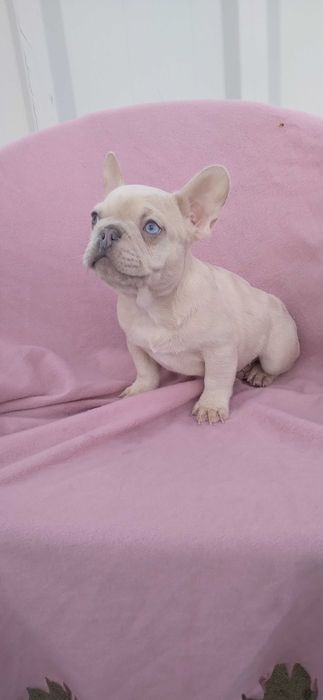 Mascul bulldog francez crem merle ochi husky