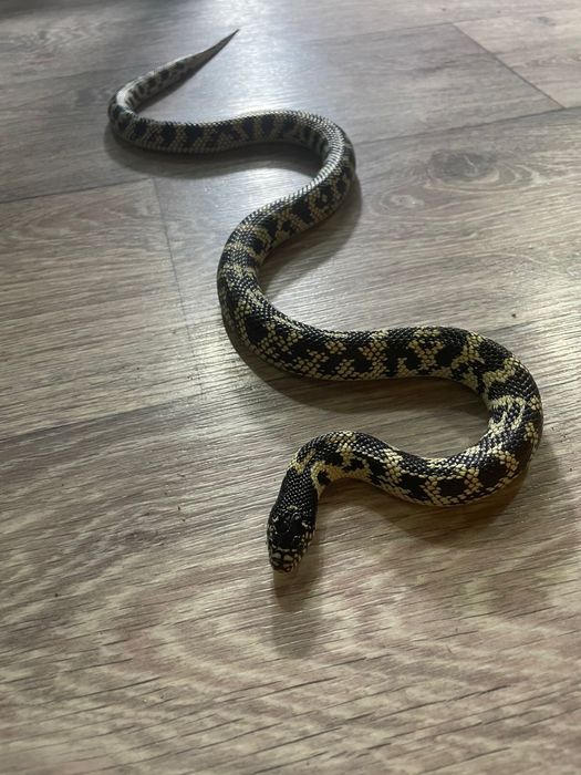 Домашний питомец змейка