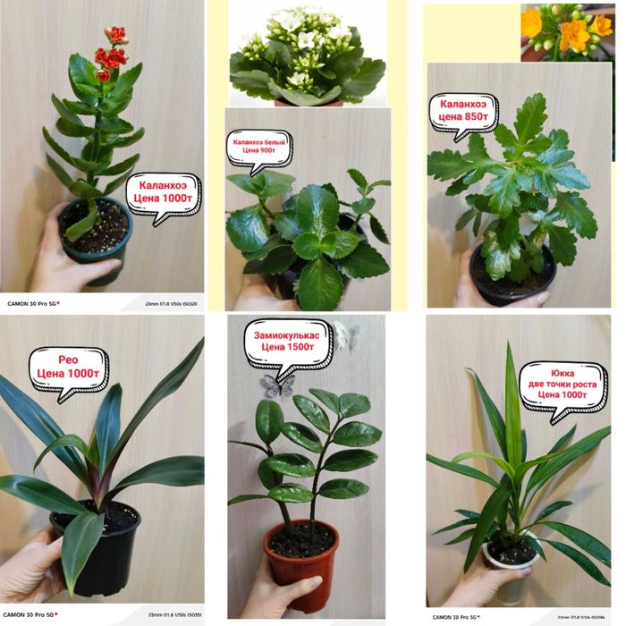 Продам комнатные цветы!