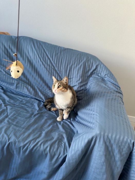 Кошка в добрые руки