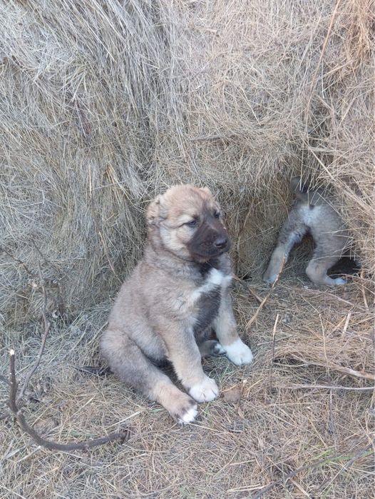 Продам собак щенят алабай ит