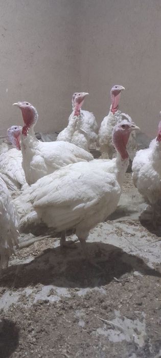 Kurka BIG 6 donasi 10-15 kilo chiqadi narxi kilosi 55 ming jivoyiga