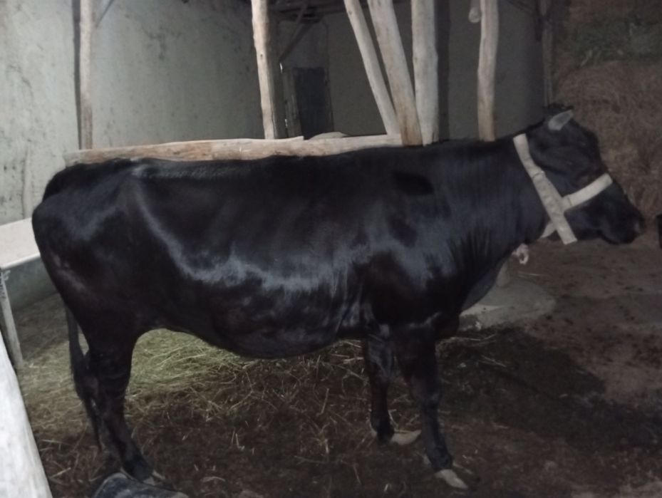 G'unojin,Sigir sotiladi