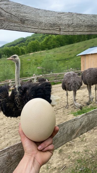Ouă de struț din ferma proprie !