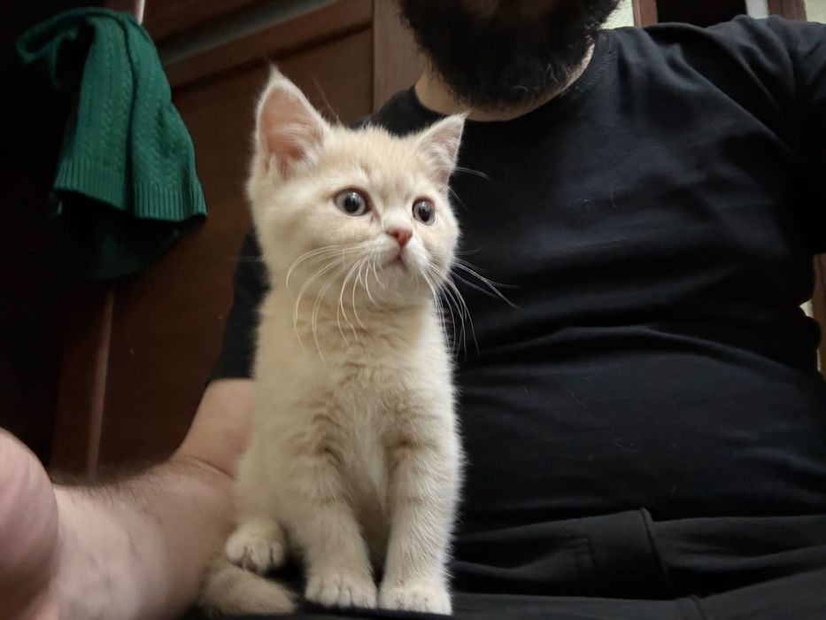 Mushuk bolasi sotiladi