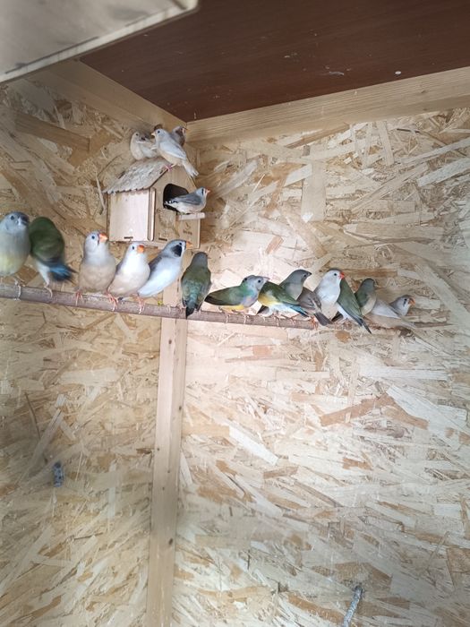 Продам Амадины читайте в описании.