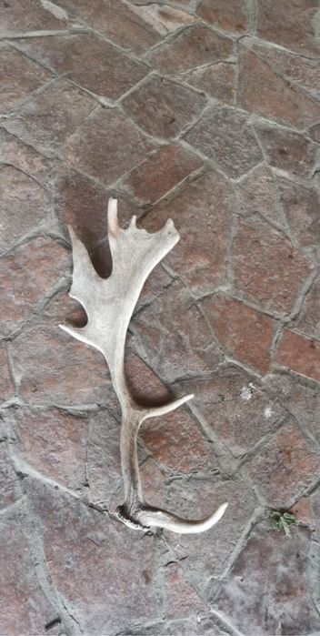 Рог от лопатар за един 45 лв  единия рог е 60 см другия 40 см кости