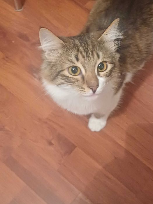 В добрые ответственные руки