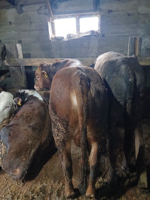 Продам быков на откорме