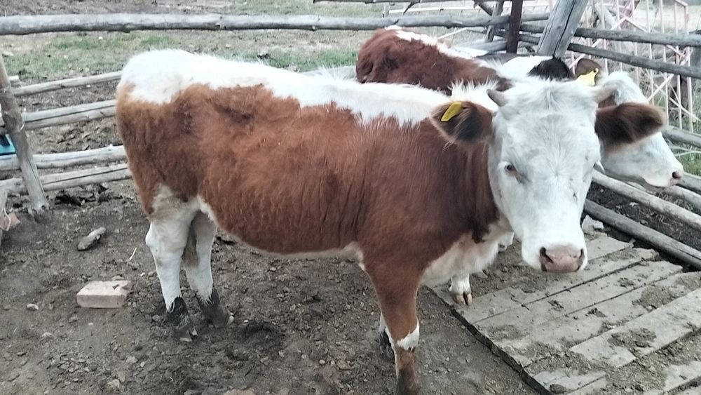 Продам годовалых телок