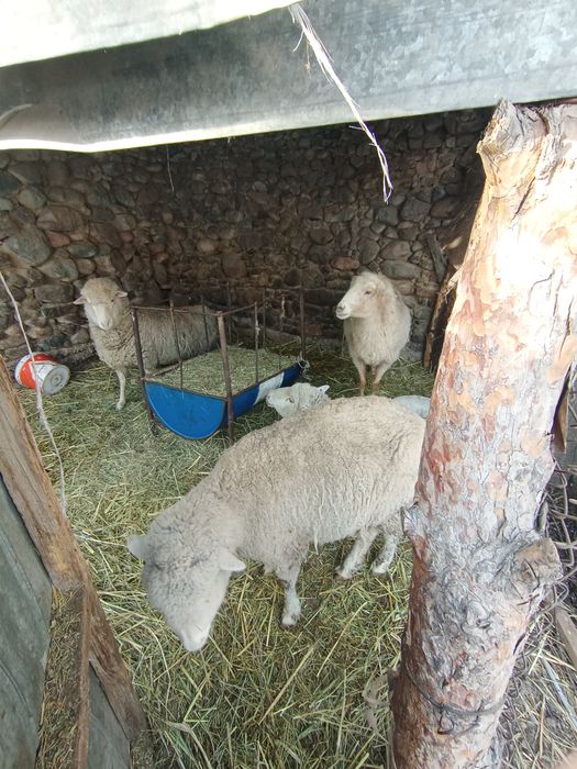 Қой 4 тал семіз.