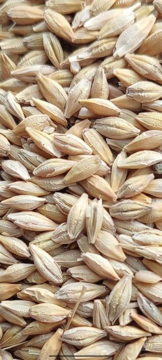 Qozogston Maxsulotlari 50 kg Alo sifatli%