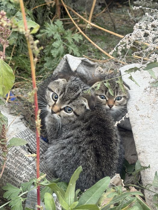 Котята в добрые руки