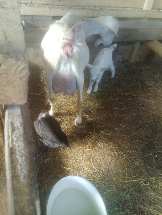 Vand capre sannen și alpină franceza