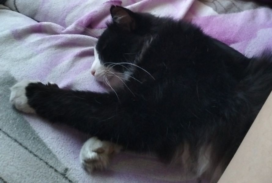 Отдам кота в хорошие руки!