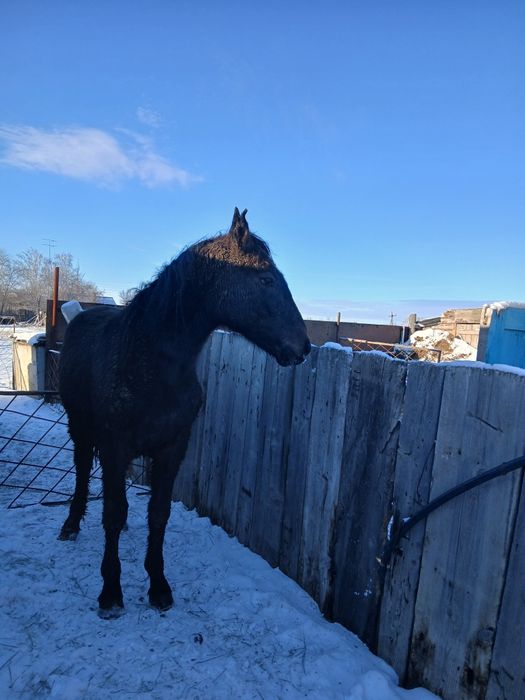 Продам жеребчика на племя